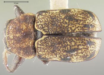 Media type: image;   Entomology 24938 Aspect: habitus dorsal view